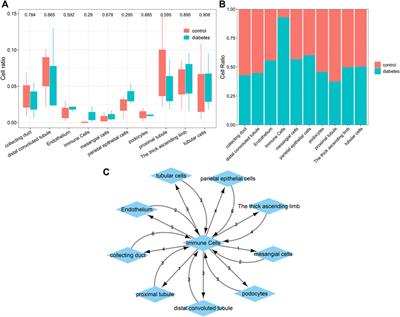 Single-Cell RNA Sequencing Profiles Identify Important Pathophysiologic Factors in the Progression of Diabetic Nephropathy